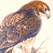 wildlife art