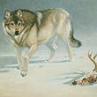 wildlife art