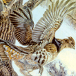 wildlife art